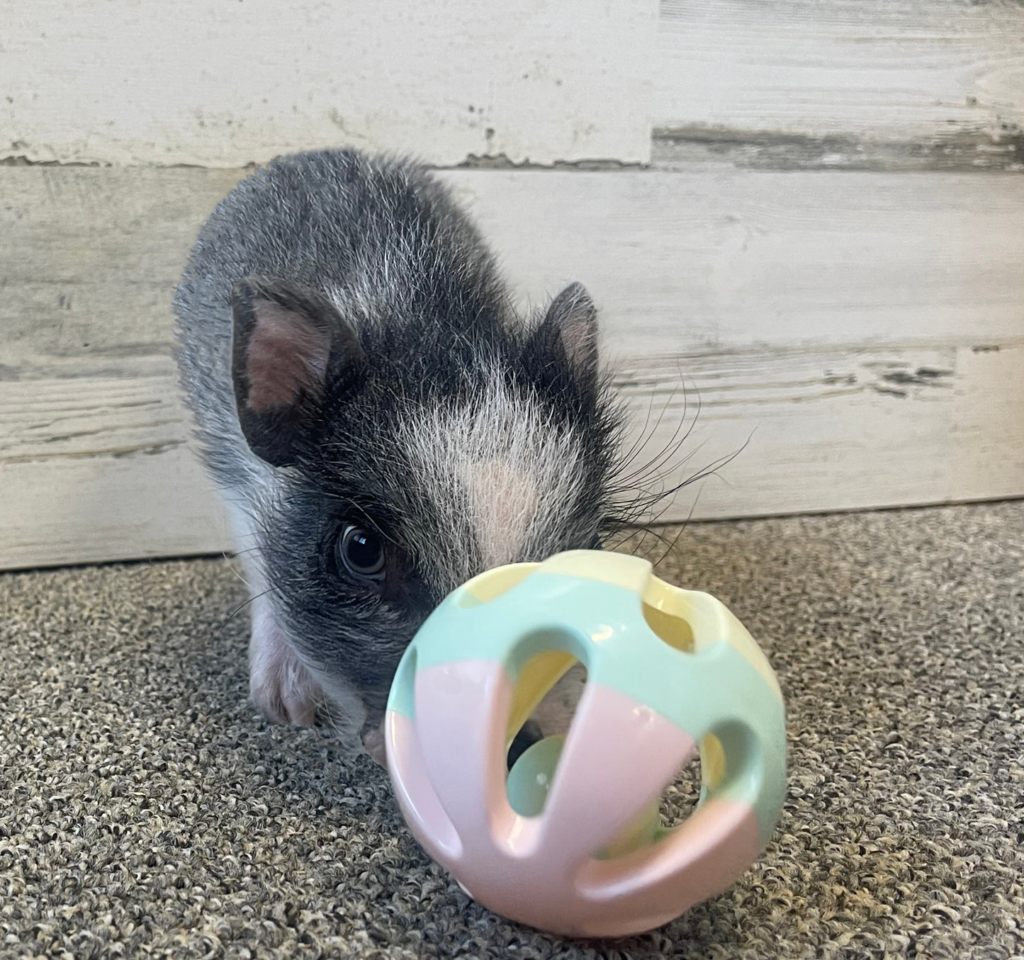 Rattle Balls 4 Pack for Dogs Pigs Rabbits and Cats – Fun Noisy Interactive Playtime Toys - You Can Also Add Treats