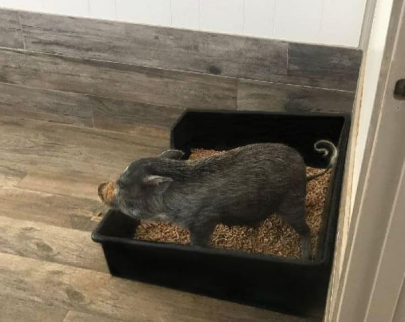Piggy Poo and Crew Extra Large Litter Box - for Pigs Dogs Rabbits Goats or any animals big or small