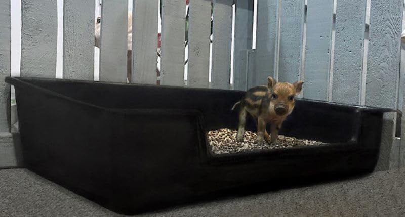 Piggy Poo and Crew Extra Large Litter Box - for Pigs Dogs Rabbits Goats or any animals big or small