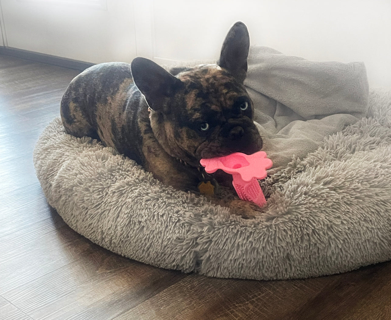 Piggy Poo and Crew Peanut Butter Chew Toy or Tooth Paste Dental Stick For Your Pet
