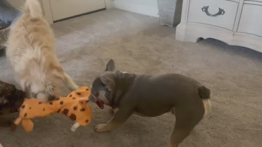 Monkey Giraffe & Meerkat Ruffhouse Squeaker Toys - Bite Proof Large Squeakers - Double Layered - Double Seams - Durable Crinkle Chew & Fetch Toys for Dogs and other Pets