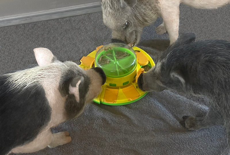 Piggy Poo and Crew Treat Popper Puzzle Game