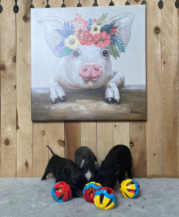 Rattle Balls 4 Pack for Dogs Pigs Rabbits and Cats – Fun Noisy Interactive Playtime Toys - You Can Also Add Treats