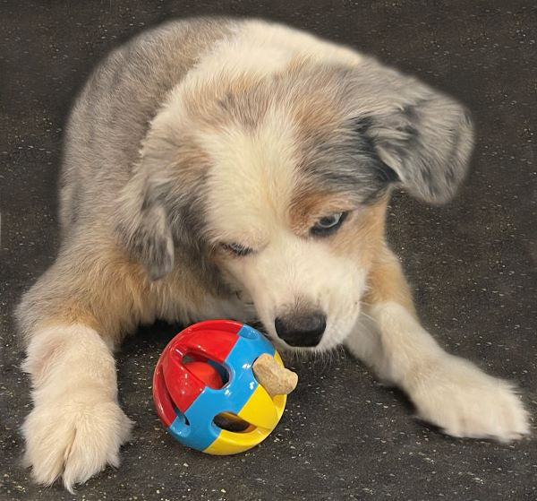 Rattle Balls 4 Pack for Dogs Pigs Rabbits and Cats – Fun Noisy Interactive Playtime Toys - You Can Also Add Treats