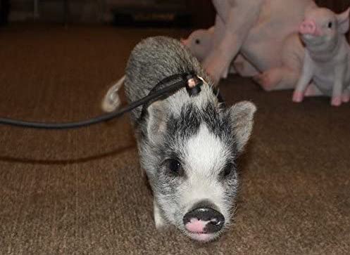Piggy Poo and Crew 12-Foot Mini Pig Harness - Adjustable Harness & Leash for All Animals - Pigs, Ferrets, Rabbits, Guinea Pigs, Dogs, Cats, and Reptiles
