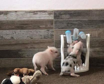 Piggy Poo and Crew Pet Slow Feeder Games Combo Pack