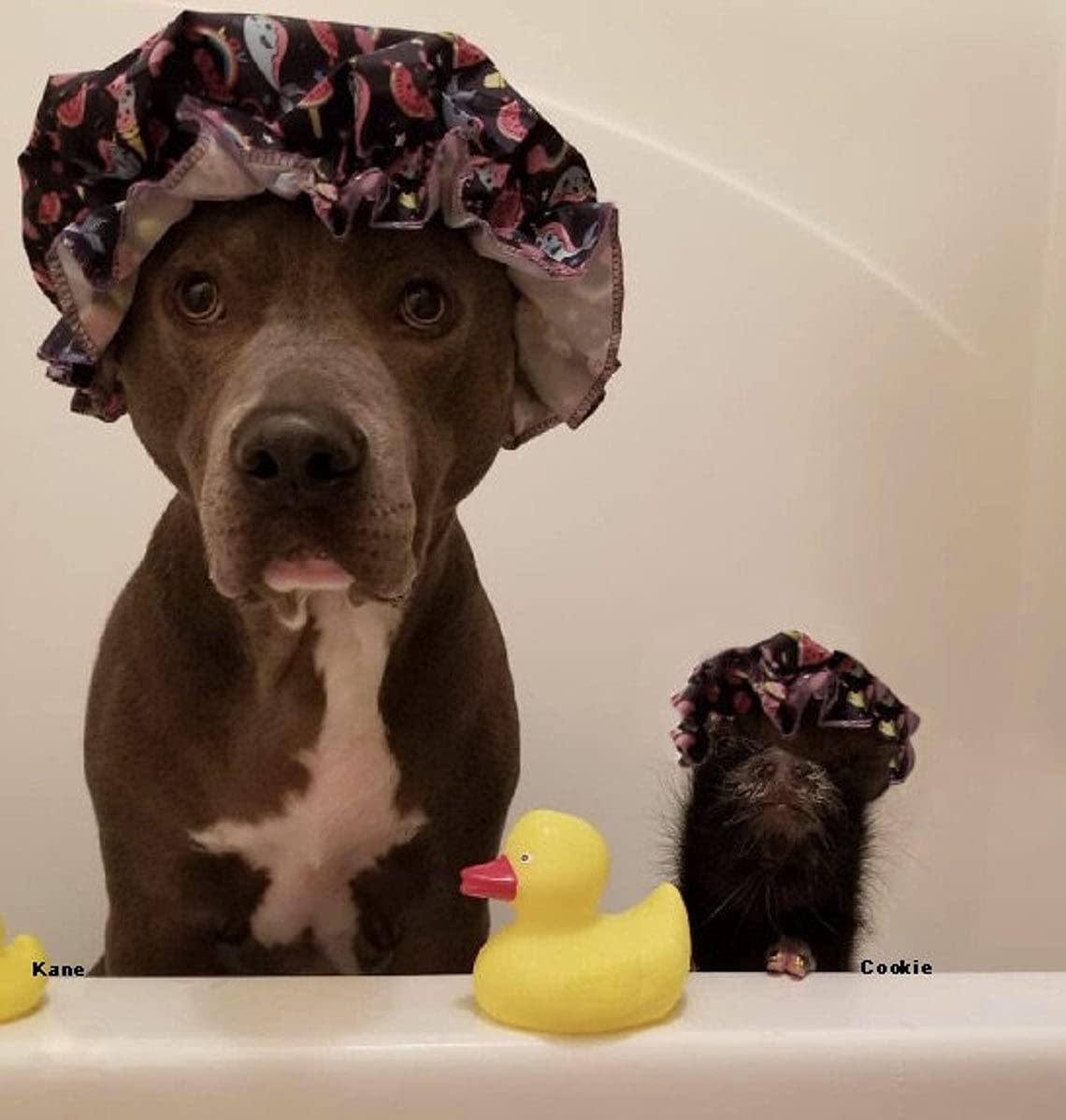 Piggy Poo and Crew Lavender Pet Shampoo and Coconut Oil