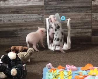 Piggy Poo and Crew Activity Game & Slow Feeder