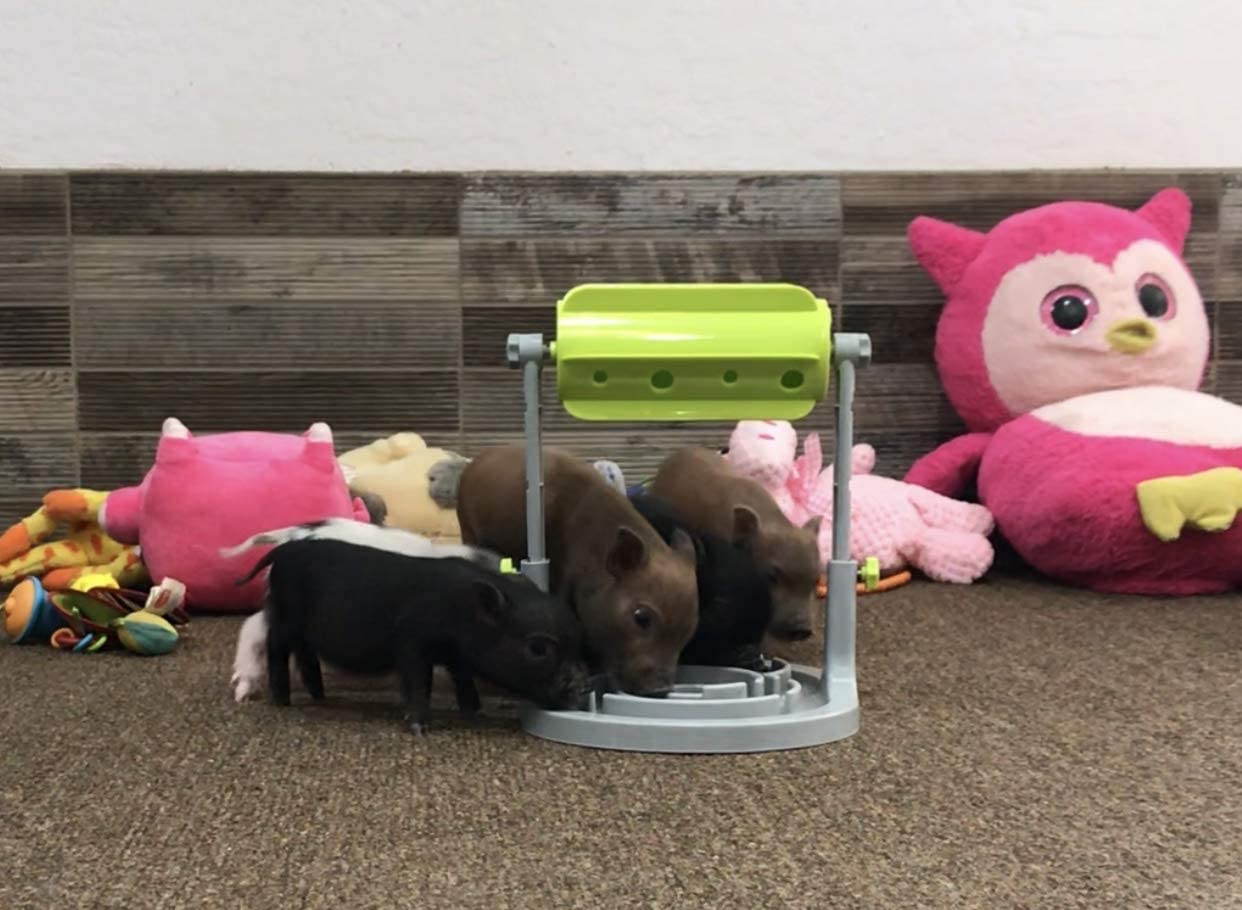 Piggy Poo and Crew Pet Slow Feeder Games Combo Pack