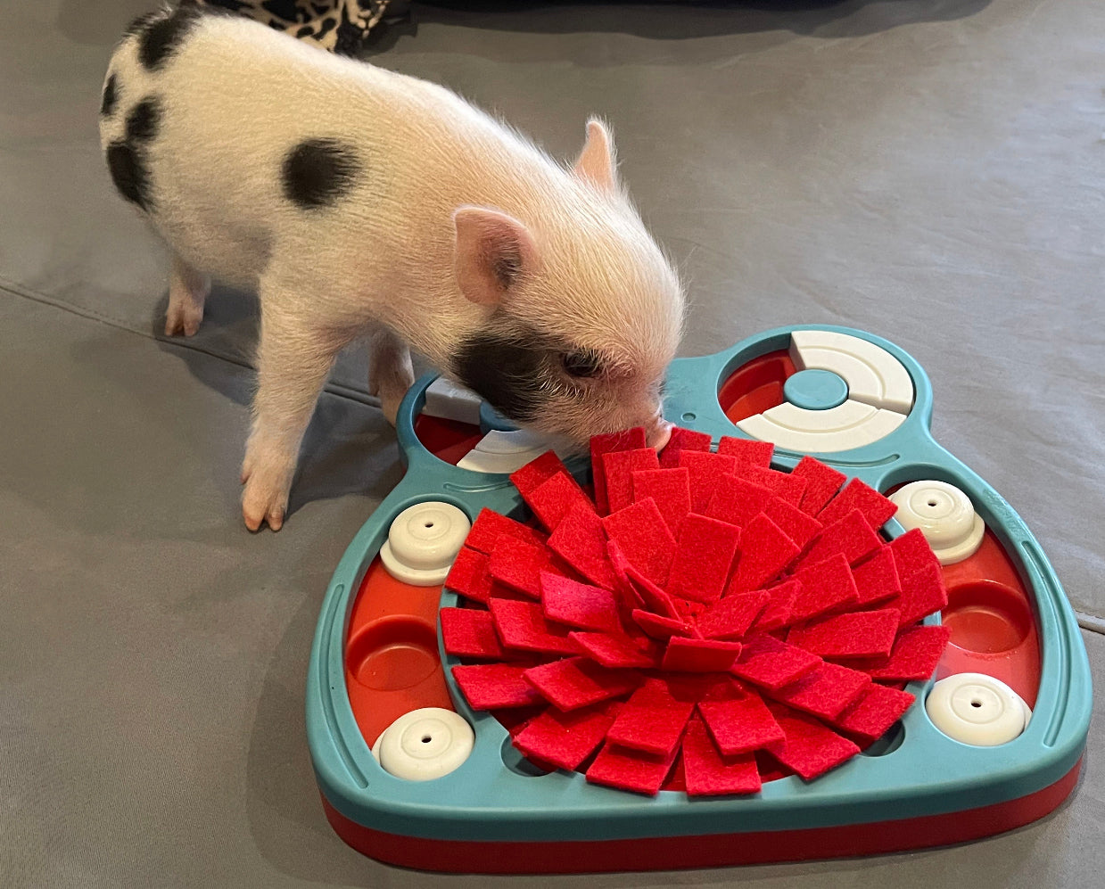 Piggy Poo and Crew Hide and Slide Snuffle Mat Treat Game for Dogs Pigs Rabbits Cats Guinea Pigs or other Small Animals