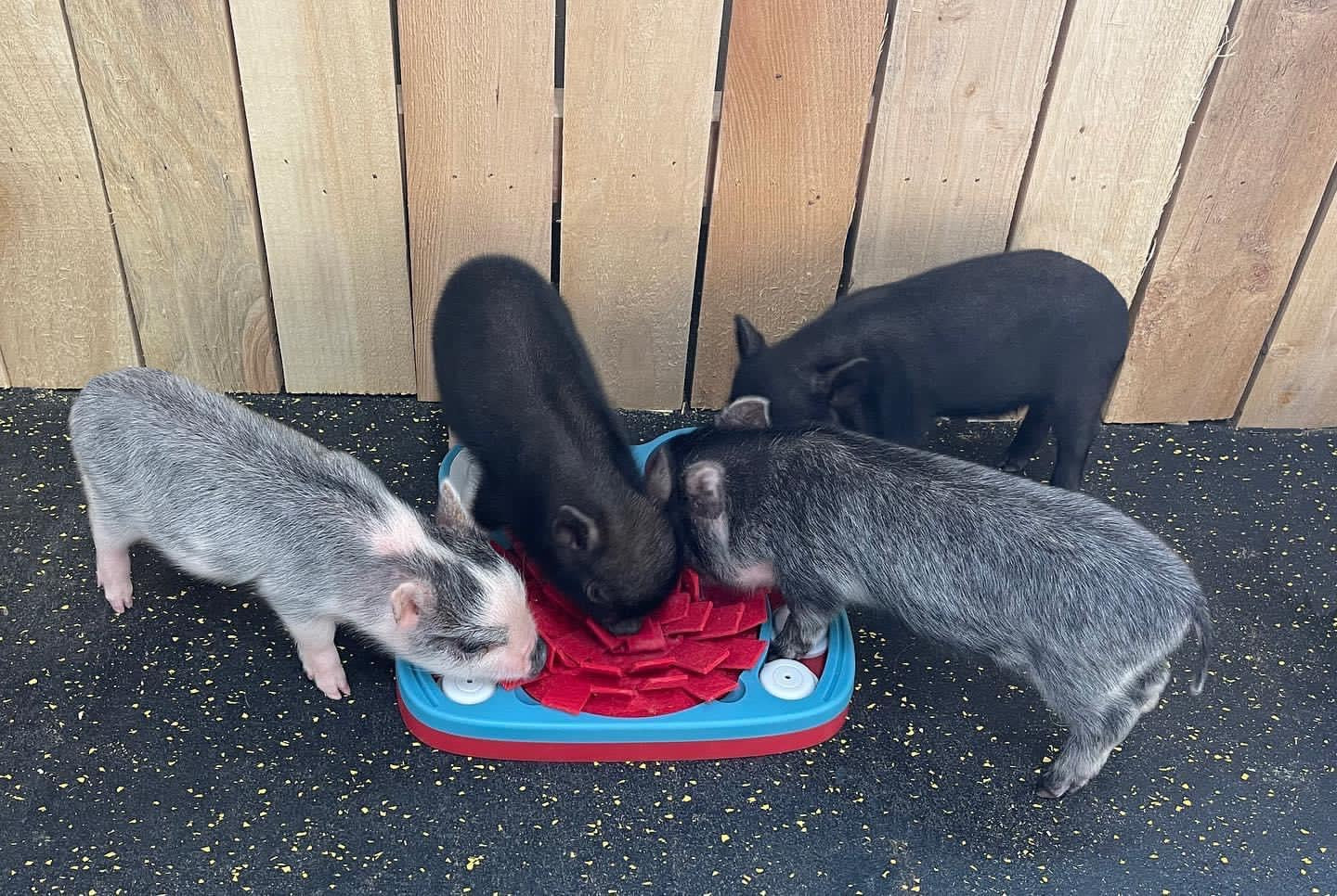 Piggy Poo and Crew Hide and Slide Snuffle Mat Treat Game for Dogs Pigs Rabbits Cats Guinea Pigs or other Small Animals