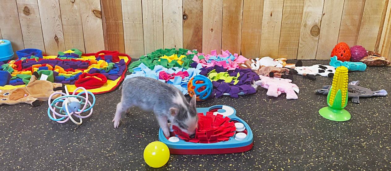 Piggy Poo and Crew Hide and Slide Snuffle Mat Treat Game for Dogs Pigs Rabbits Cats Guinea Pigs or other Small Animals