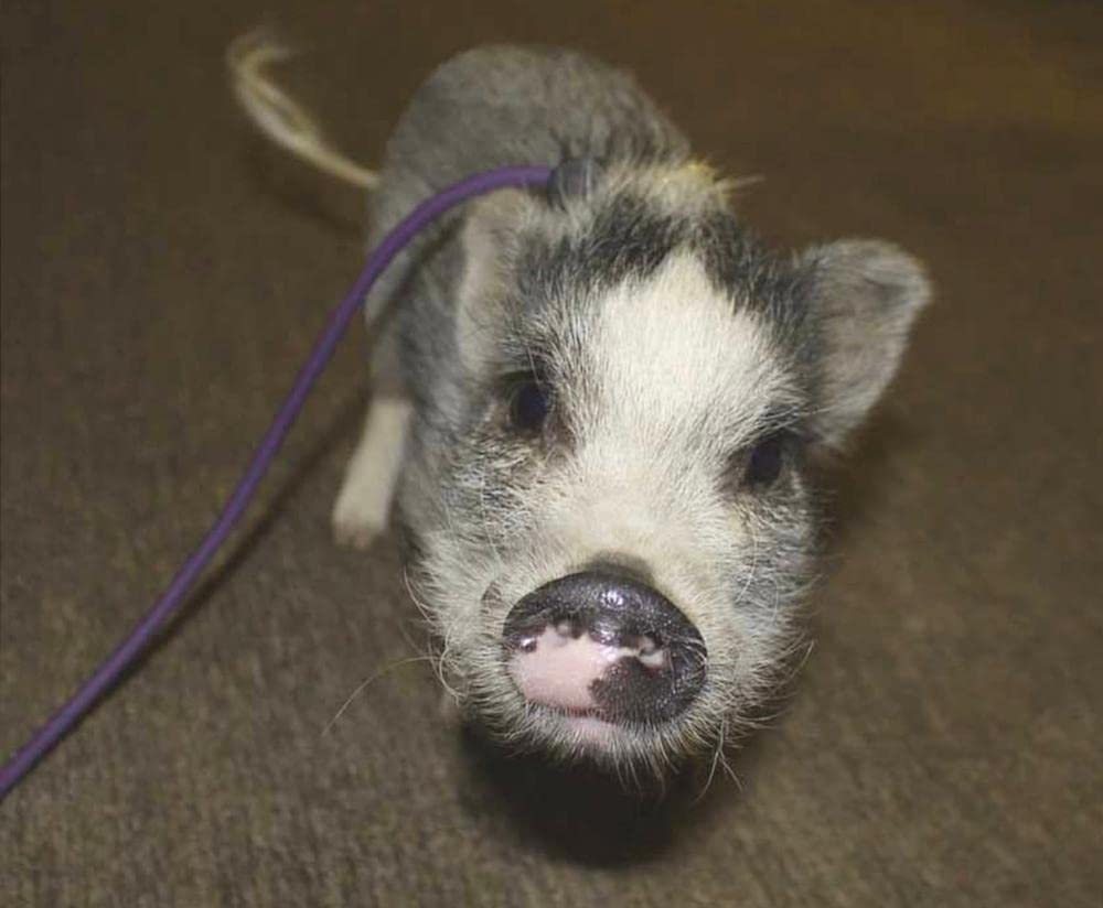 Piggy Poo and Crew 12-Foot Mini Pig Harness - Adjustable Harness & Leash for All Animals - Pigs, Ferrets, Rabbits, Guinea Pigs, Dogs, Cats, and Reptiles