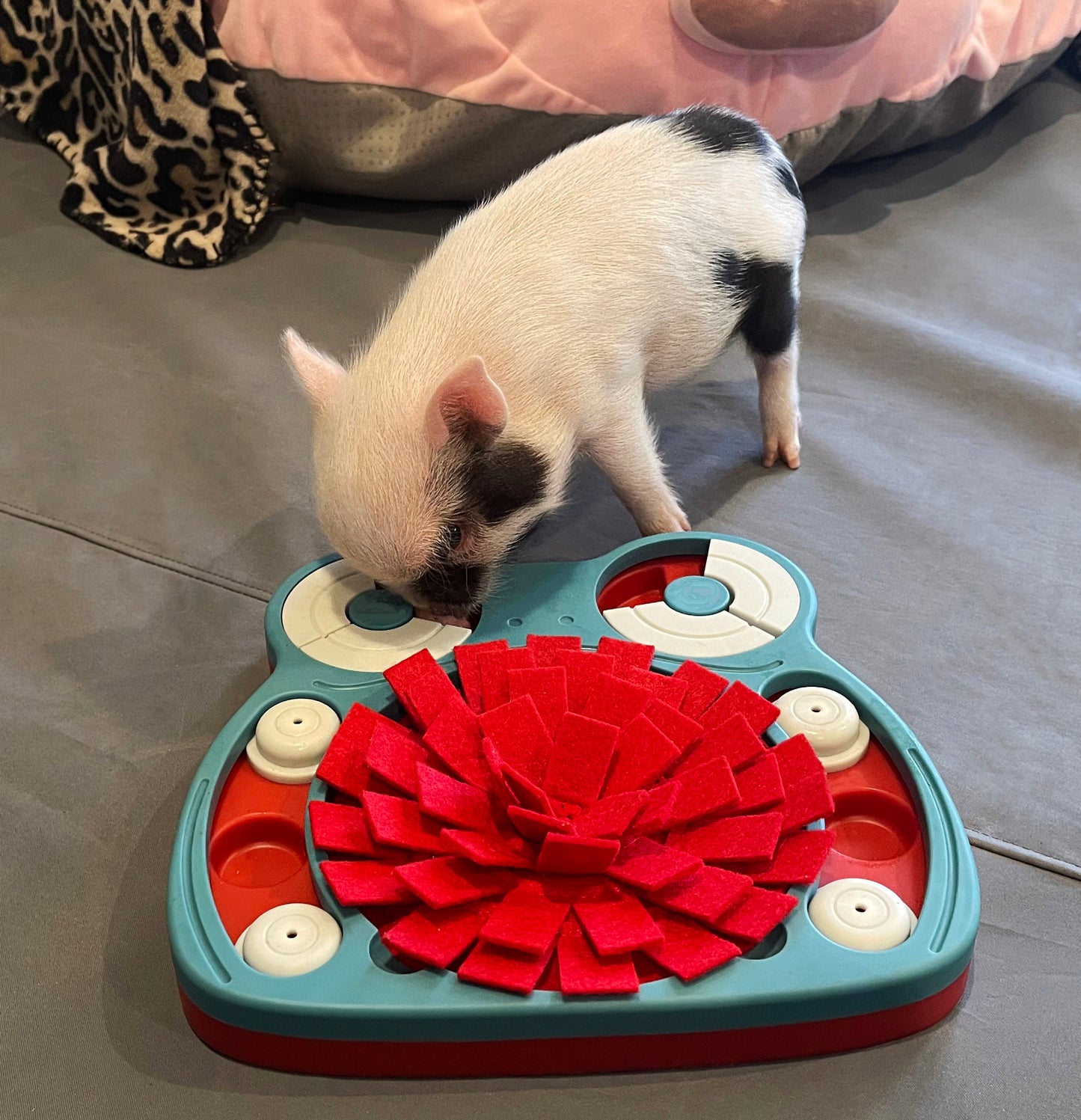 Piggy Poo and Crew Hide and Slide Snuffle Mat Treat Game for Dogs Pigs Rabbits Cats Guinea Pigs or other Small Animals
