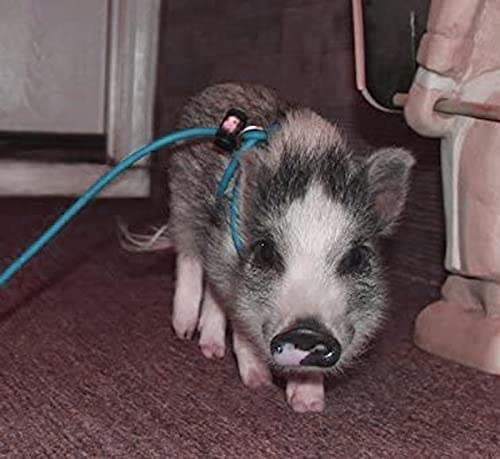 Piggy Poo and Crew 12-Foot Mini Pig Harness - Adjustable Harness & Leash for All Animals - Pigs, Ferrets, Rabbits, Guinea Pigs, Dogs, Cats, and Reptiles