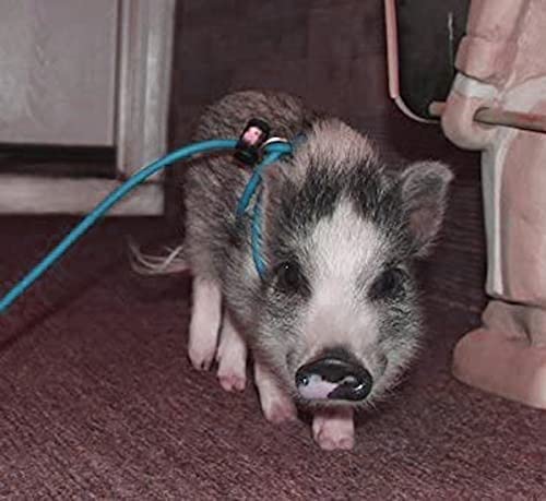 Piggy Poo and Crew 12-Foot Mini Pig Harness - Adjustable Harness & Leash for All Animals - Pigs, Ferrets, Rabbits, Guinea Pigs, Dogs, Cats, Reptile, and Chickens