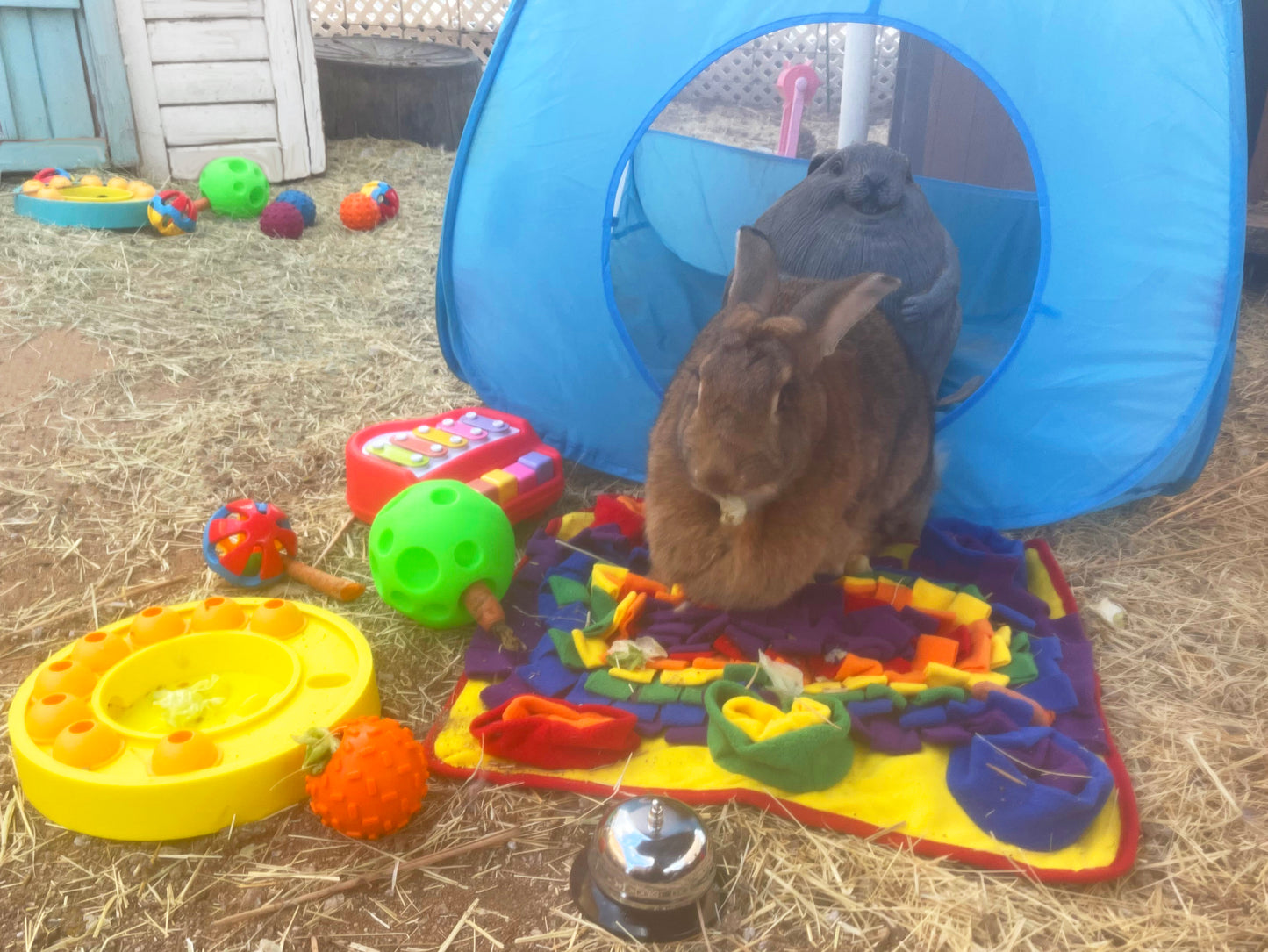 Piggy Poo and Crew Rabbit Box - Bunny Box - Pet Box Bundle of Toys - Gift Box