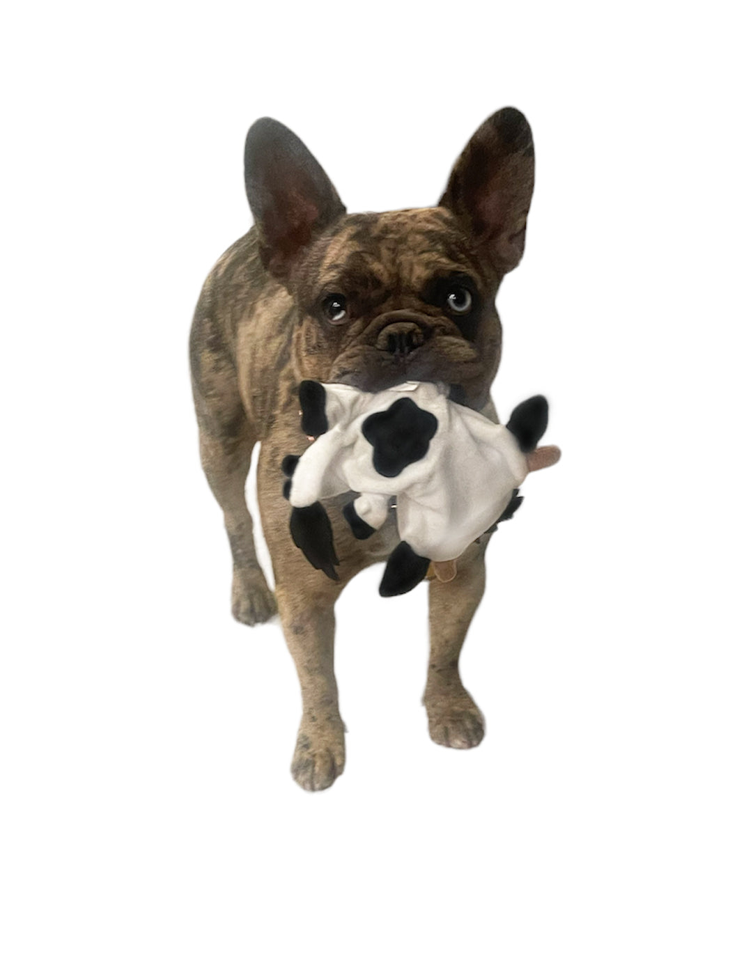 Piggy Poo and Crew Cow & Horse Paper Crinkle Squeaker Toy Pack Pet Toys