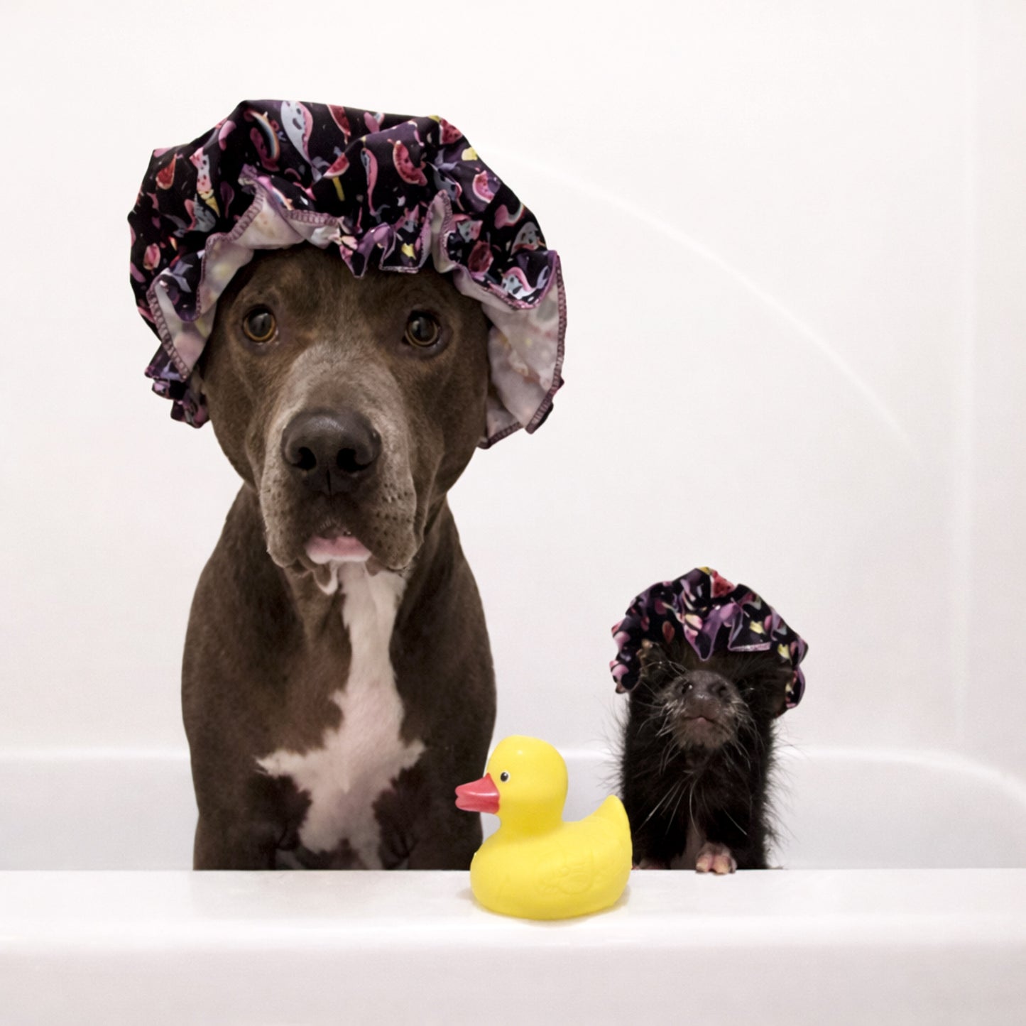 Piggy Poo and Crew Pet Shampoo and Shampoo Scrub Brush