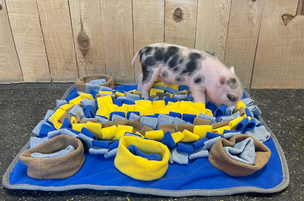 Piggy Poo and Crew Dichromatic Snuffle Mat for Dog’s Perception of Color