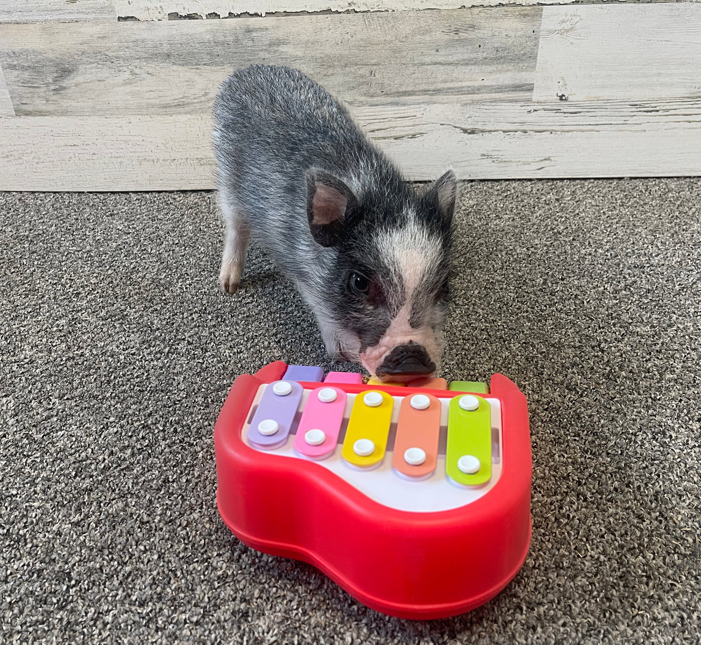 Piggy Poo and Crew small piano for dogs pigs rabbits cats or other small animals Musical chimes to earn a treat Training aid for reinforcing positive behavior