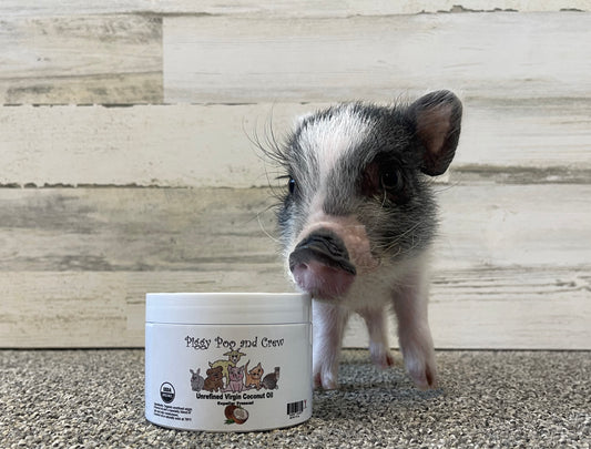 Piggy Poo and Crew Organic Coconut Oil For Your Pig and Other Pets