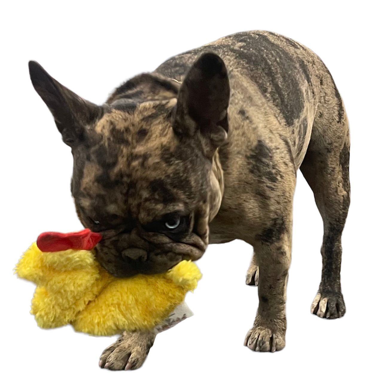 Puppy Bundle Starter Pack - Includes all The Essentials for Puppies and Dogs