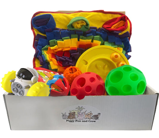Piggy Poo and Crew Rabbit Box - Bunny Box - Pet Box Bundle of Toys - Gift Box
