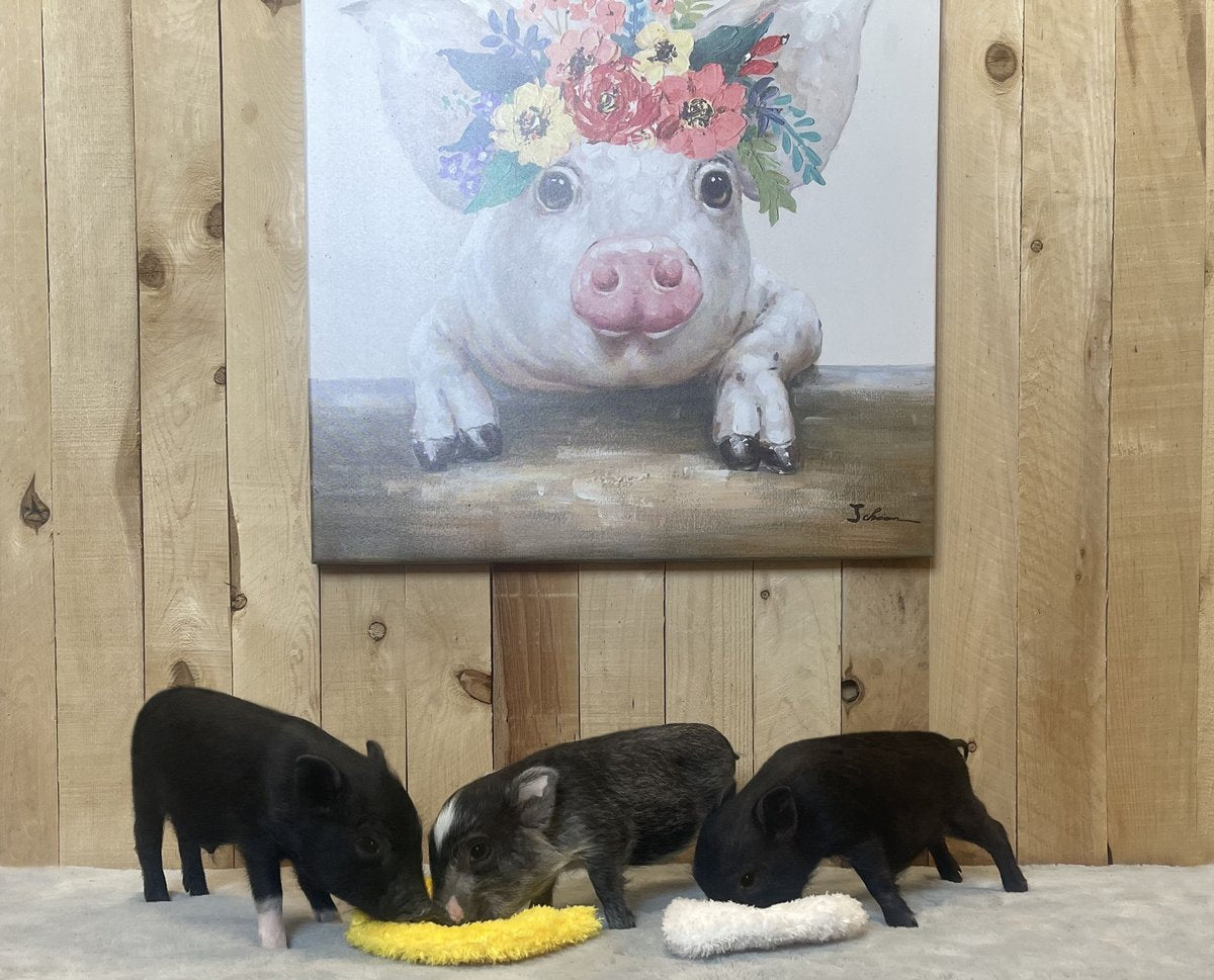 Piggy Poo and Crew Chicken and Egg Paper Crinkle Squeaker Toys - for Dogs and other Pets