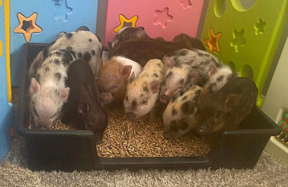 Best litter for mini pigs clearance
