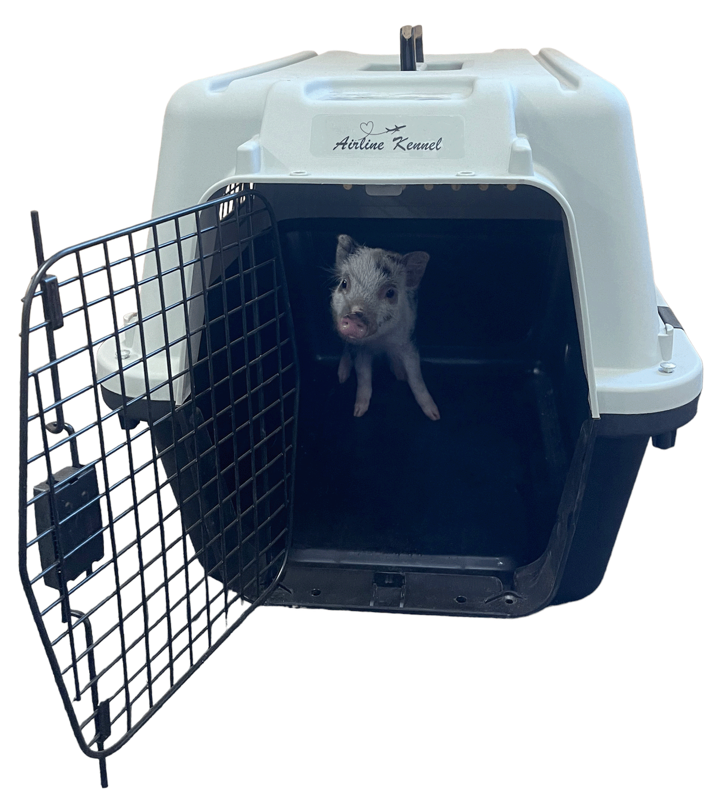 Piggy Poo and Crew Airline Kennel Pet Carrier