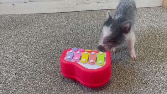 Piggy Poo and Crew small piano for dogs pigs rabbits cats or other small animals Musical chimes to earn a treat Training aid for reinforcing positive behavior