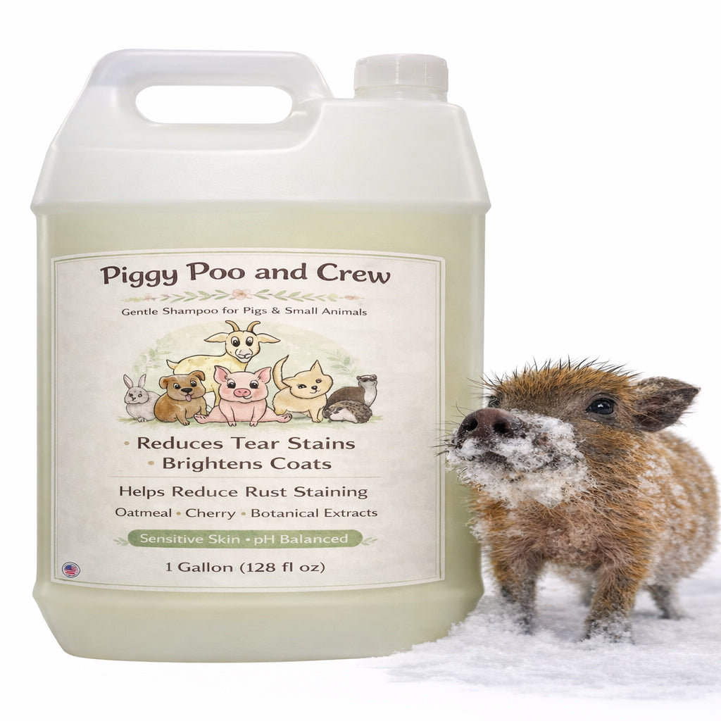 Piggy Poo and Crew Brightening Pet Shampoo Oatmeal Cherry Scented No Bleach Peroxide or Alcohol Gentle pH-Balanced Formula for Pigs and Small Animals - 1 Gallon