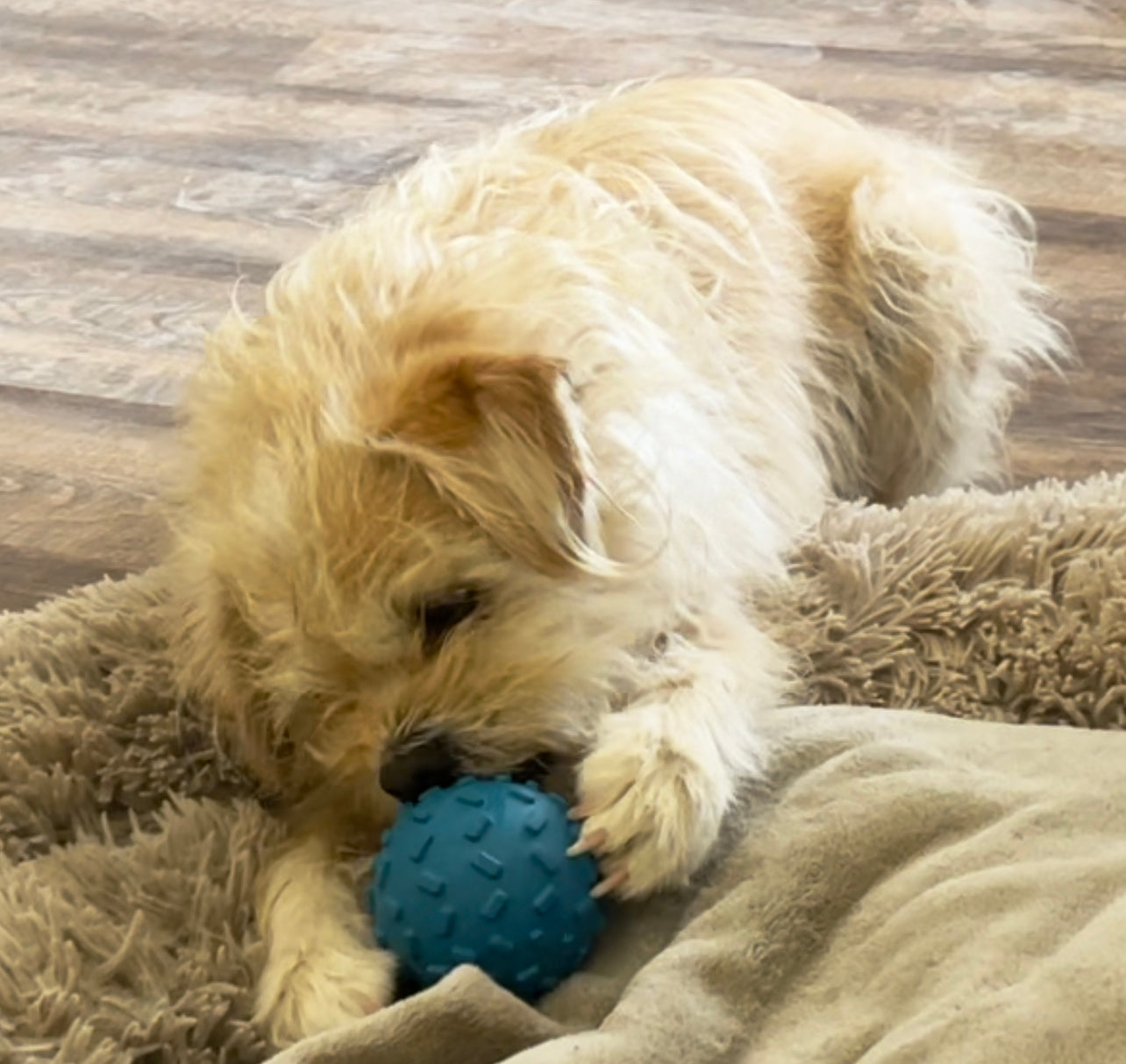 Puppy Bundle Starter Pack - Includes all The Essentials