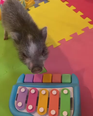 Pig dog store box