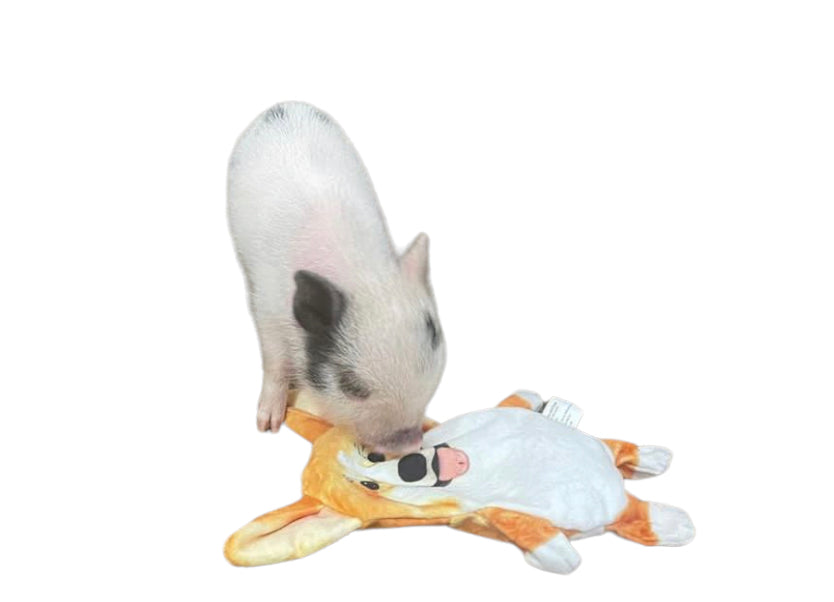 Piggy Poo and Crew Corgi Paper Crinkle Squeaker Toy 2 Pack