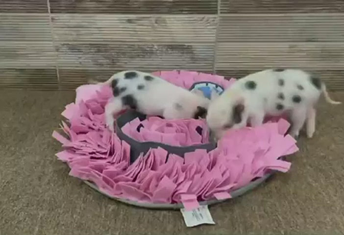 Piggy Poo and Crew Pet Snuffle Activity Mat