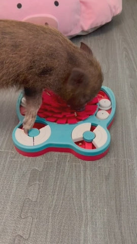 Piggy Poo and Crew Pet Game Box Mini Pig Box Dog Box Gift Box