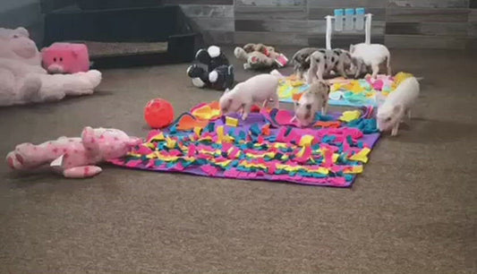 Piggy Poo and Crew Pig and Pet Box Bundle of Toys Gift Box