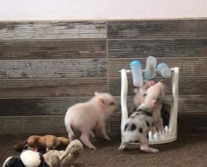 Piggy Poo and Crew Activity Game & Slow Feeder