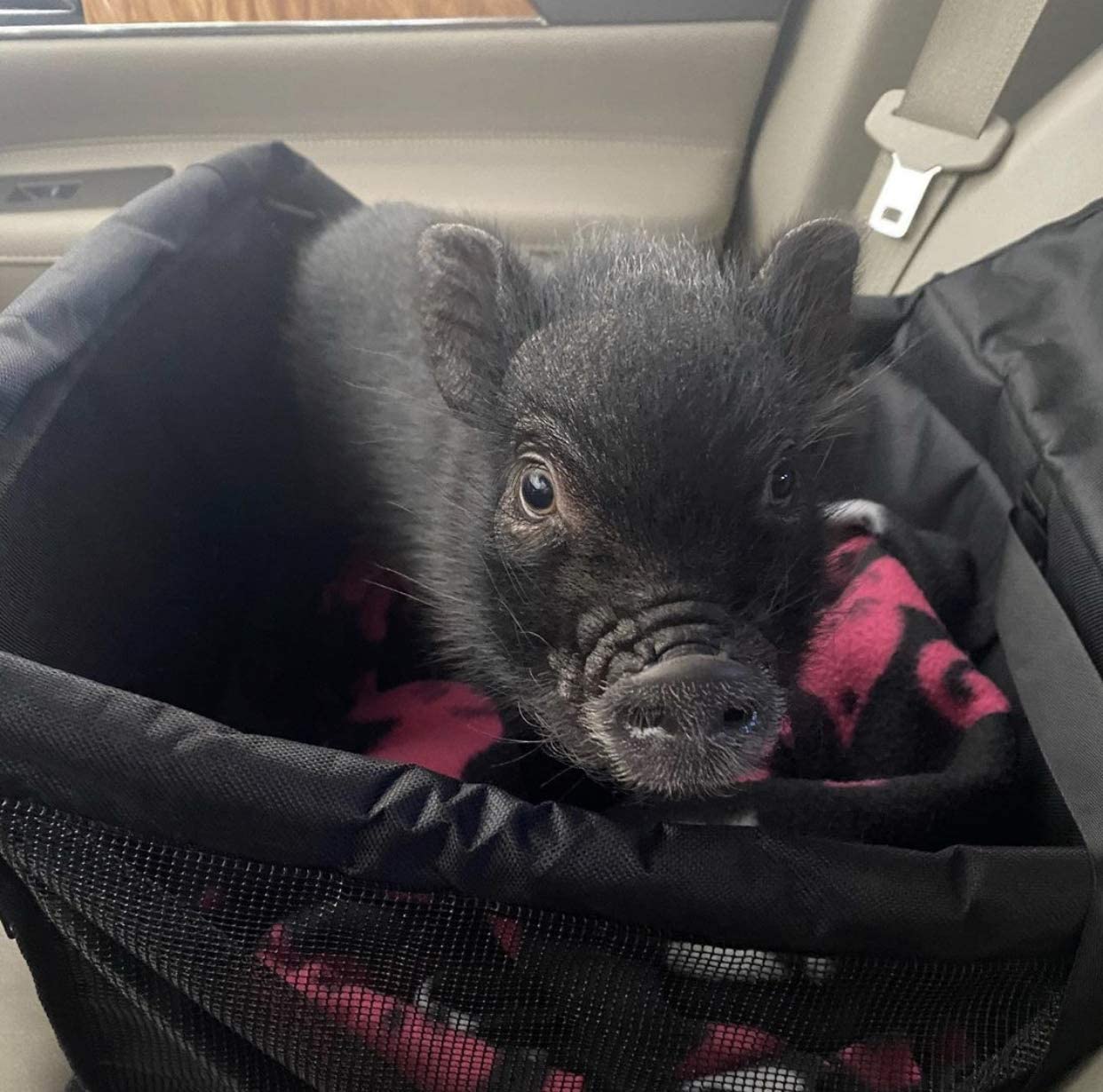 Piggy Poo and Crew Pet Car Seat