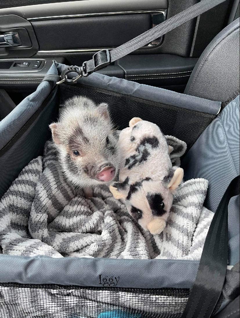 Piggy Poo and Crew Pet Car Seat