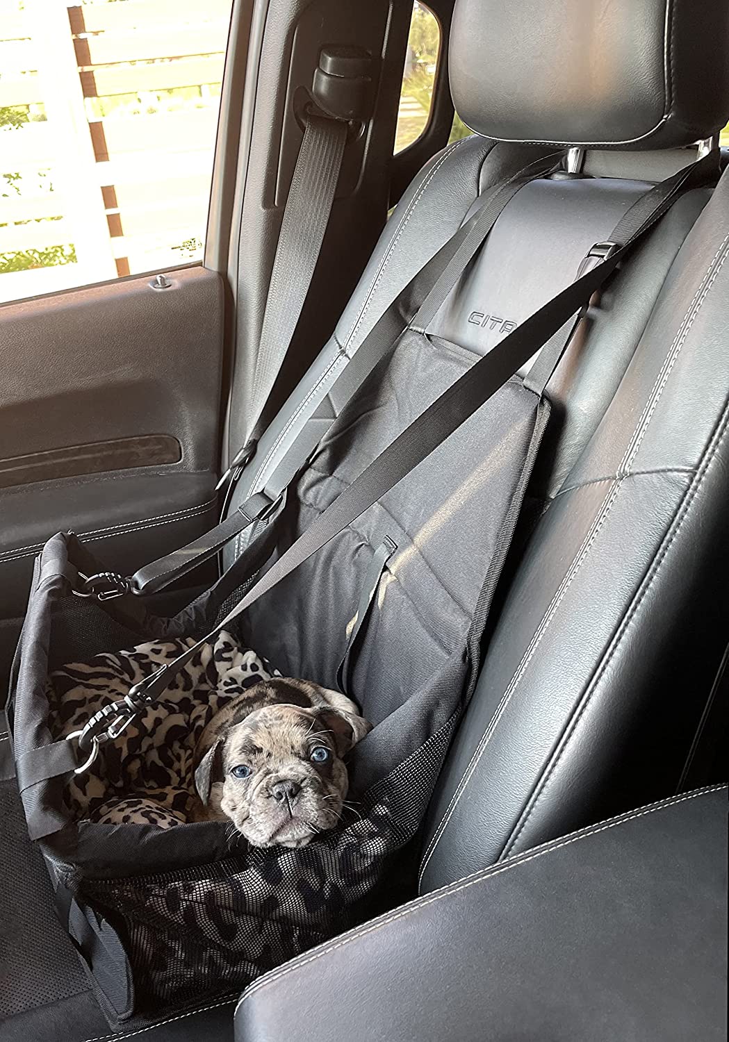 Piggy Poo and Crew Pet Car Seat