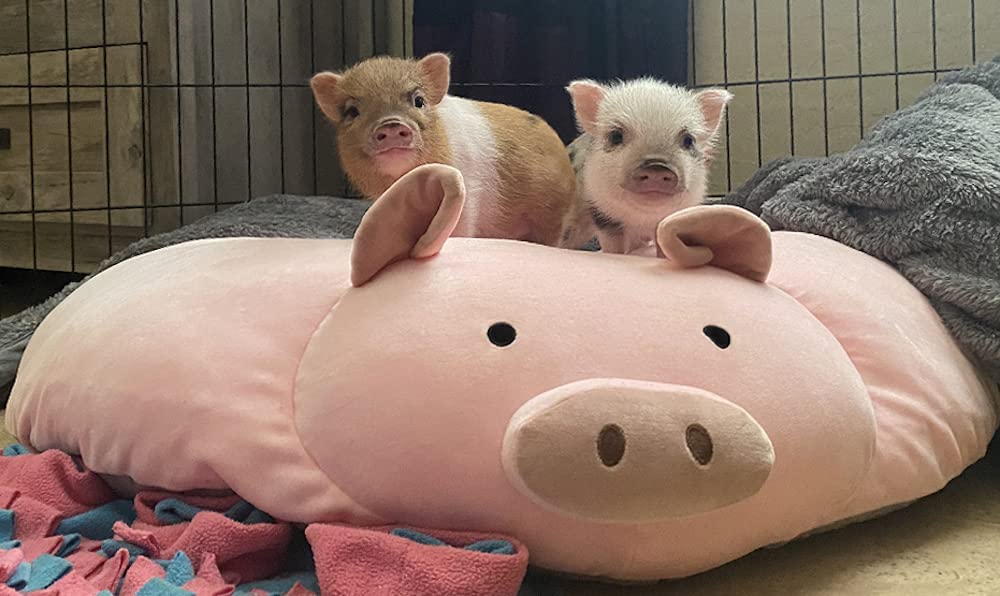 Piggy Poo and Crew Large Overstuffed Pig Shaped Pillow