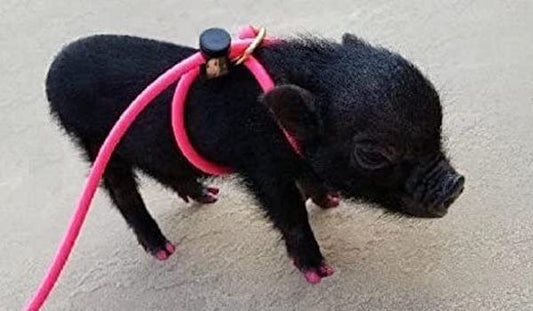 Piggy Poo and Crew 12-Foot Mini Pig Harness - Adjustable Harness & Leash for All Animals - Pigs, Ferrets, Rabbits, Guinea Pigs, Dogs, Cats, and Reptiles